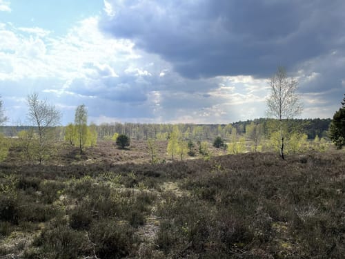 Heidschnuckenweg Etappe 3: Handeloh - Undeloh