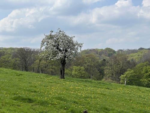 Kräuterweg Neunkirchen-Seelscheid