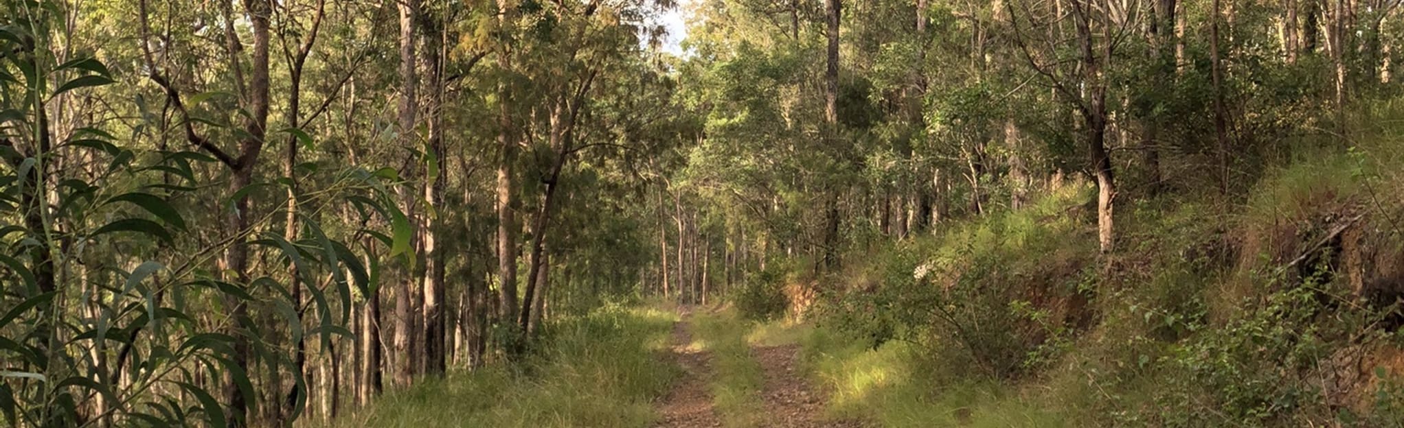 Lower Beechmont, Queensland, Australia 13 Reviews, Map AllTrails