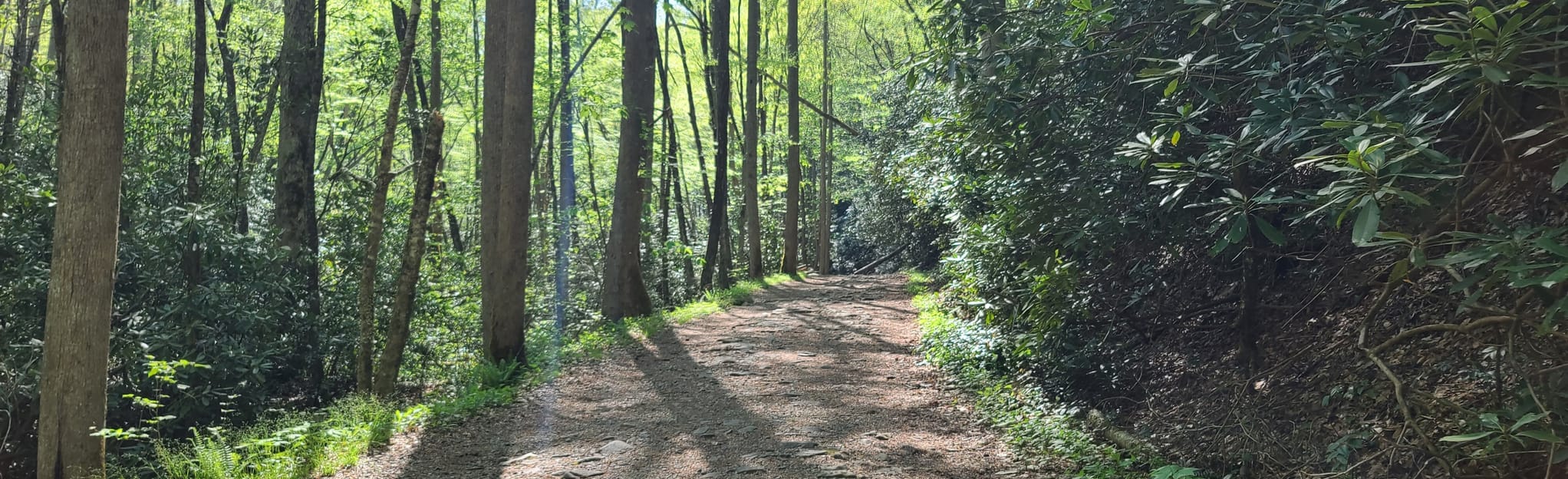 Indian Flats Falls via Middle Prong Trail, Tennessee 1,606 Reviews