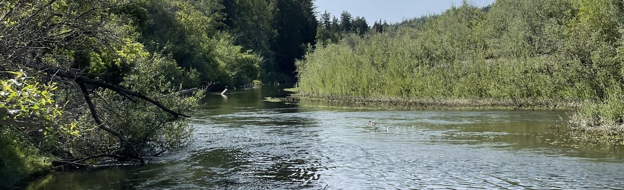 Russian River Steelhead Beach Regional Park to Guerneville Kayak Route