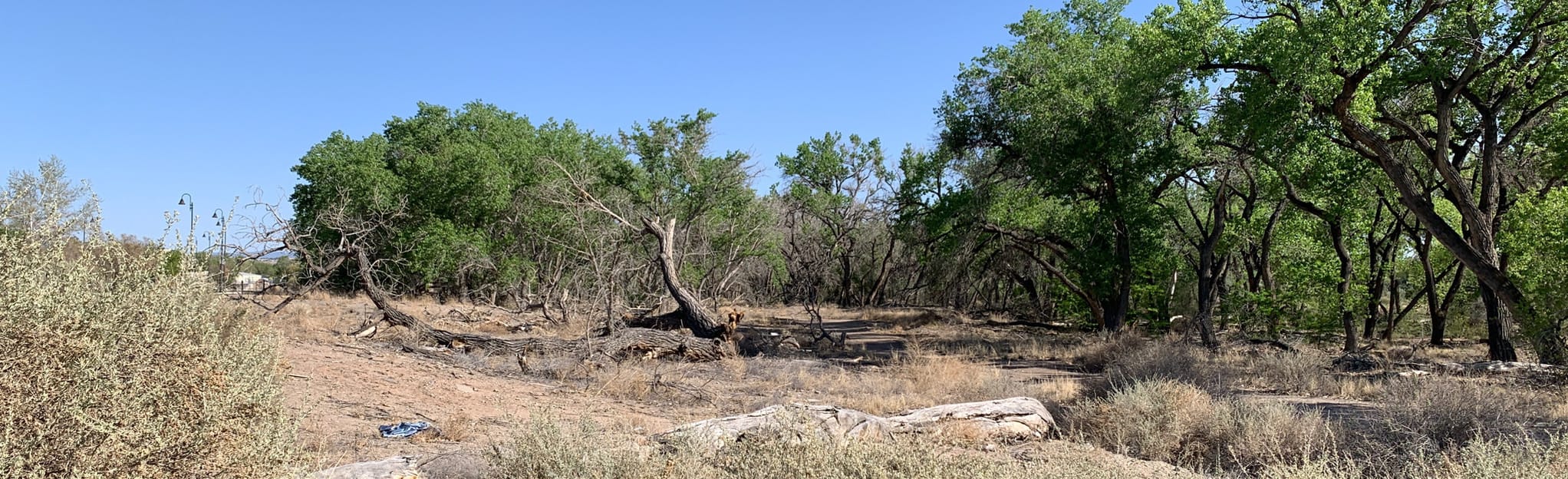 Paseo del Bosque Trail 395 Reviews, Map New Mexico AllTrails