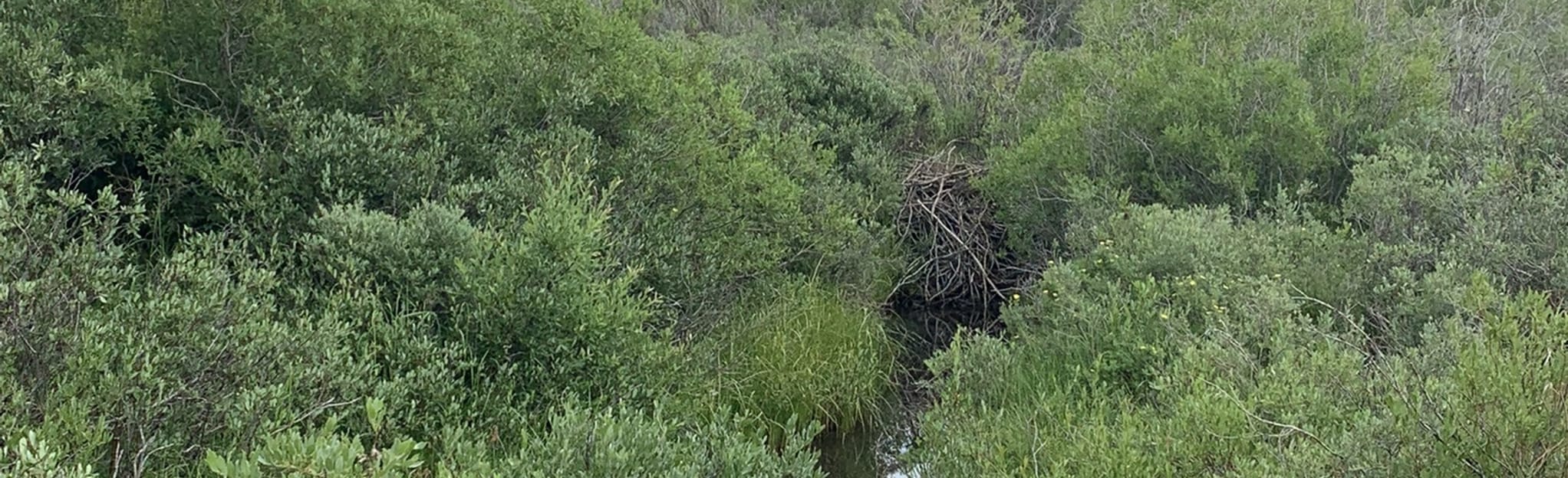 Beaver Creek Snowshoeing Loop Map, Guide Colorado AllTrails
