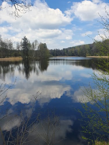 Um die Waldscheibe ab Luchsenburg
