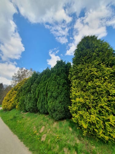 Um die Waldscheibe ab Luchsenburg