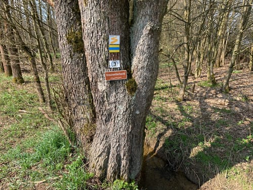Zubringer Fränkischer Gebirgsweg: Ruine Weißenstein-Waldershof