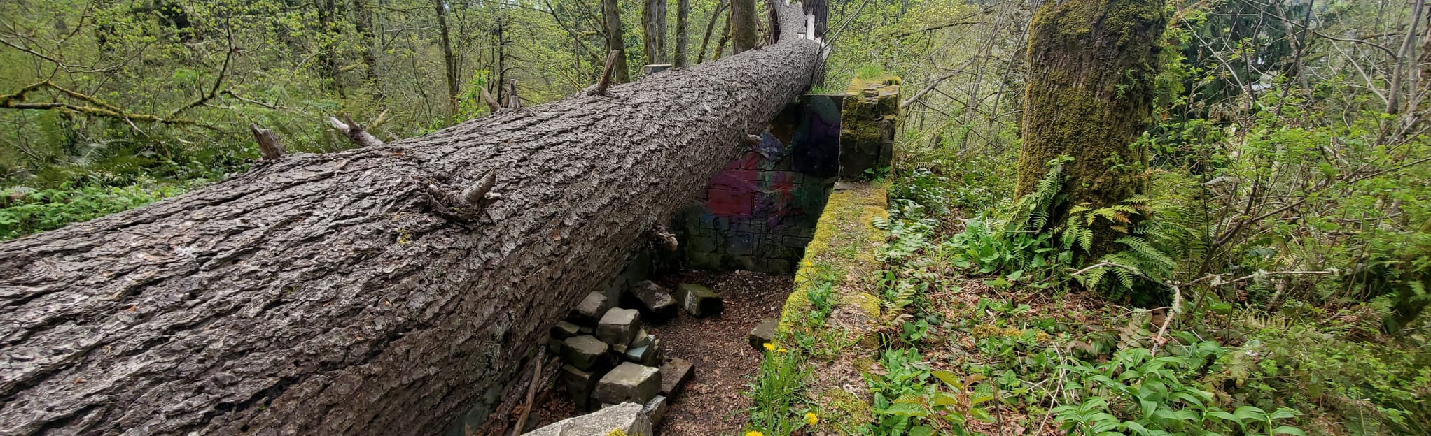 Tenino City Park Loop 23 Reviews, Map Washington AllTrails