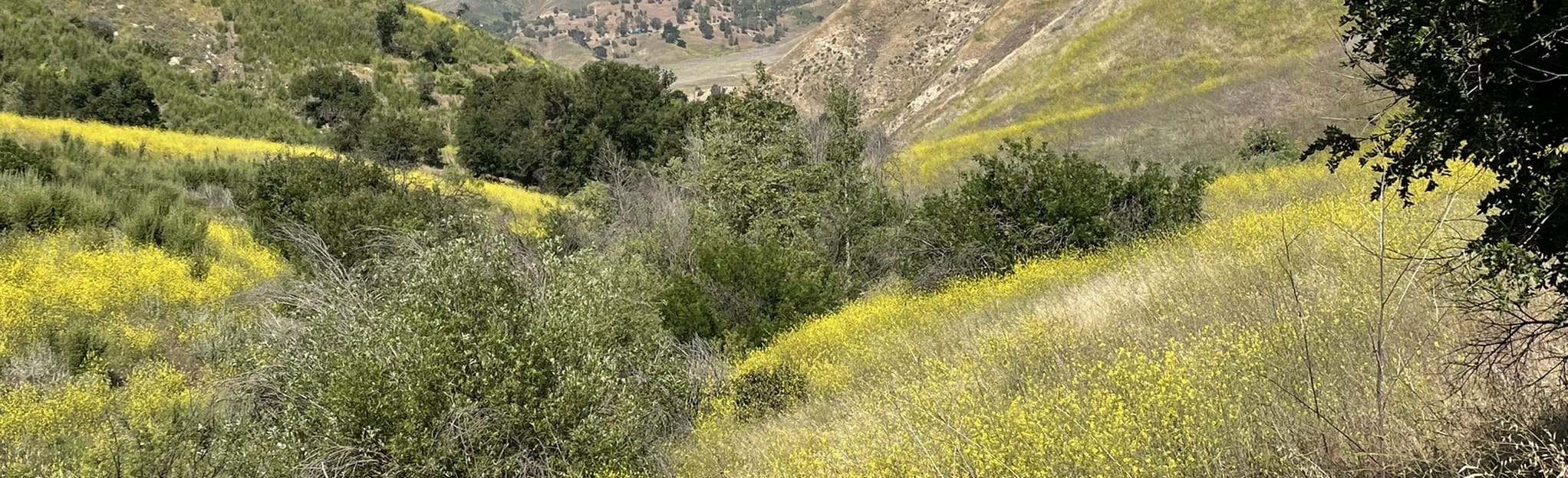 Bark Park, New Millennium and Gun Club Road Loop, California 102