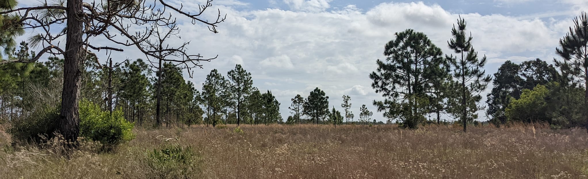 Boggy Creek Trail and BalmBoyette Scrub Trail 303 foto's Florida