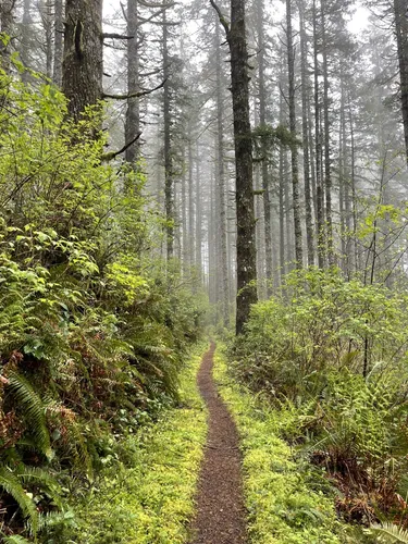 Best hikes in outlet siuslaw national forest