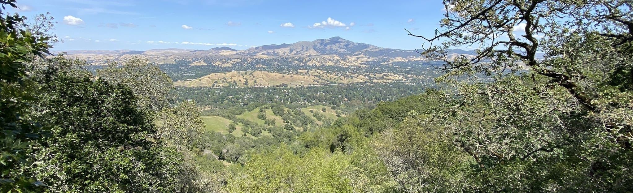 Ringtail Cat, Madrone, Las Trampas Ridge and Corduroy Hills Loop: 948