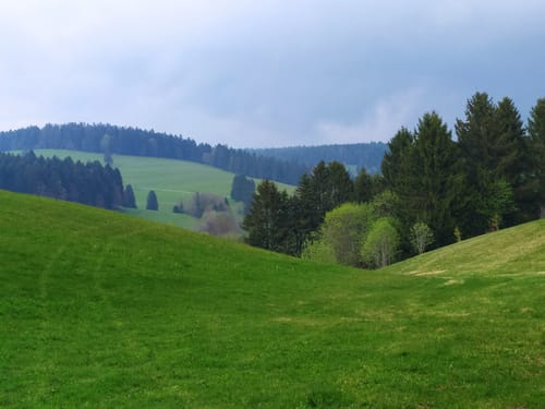 Polenstein und Tannenboden