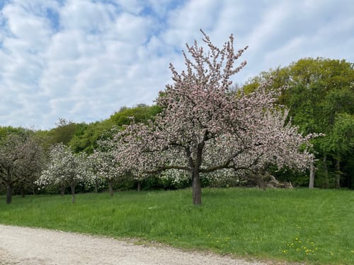 Nordenstäder Wald um Wildsachsen