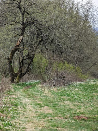 Bergmähwiesenpfad (Premiumwanderweg)
