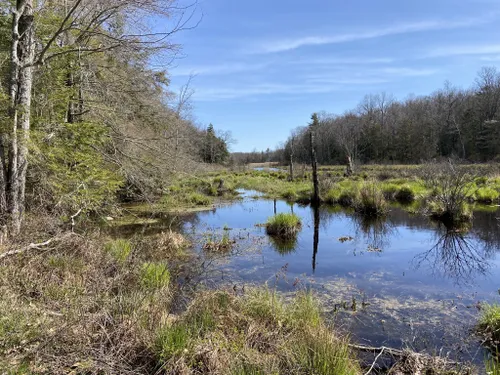 10 Best Hikes and Trails in Wawayanda State Park | AllTrails