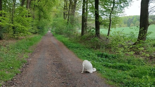 Rund um Holtwick - Wanderweg A1