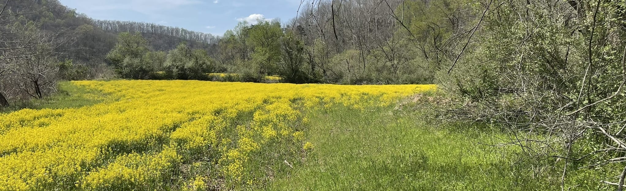 Beech Fork Firing Range Loop Map, Guide West Virginia AllTrails