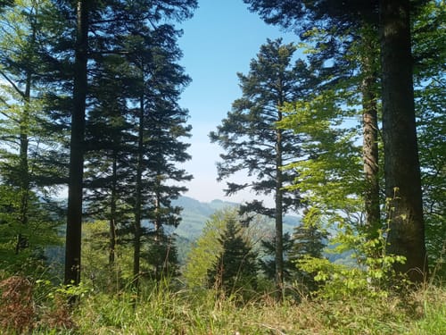 Von Günterstal über Horber Felsen und Schauinsland