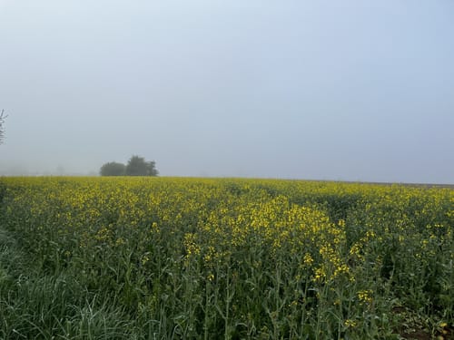 Hohenkammer nordwestlicher Rundweg