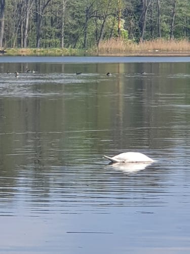 Kauppa: Runde beim Großen Heikteich