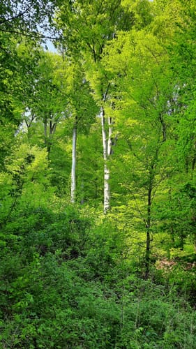 Kirschenweg 1