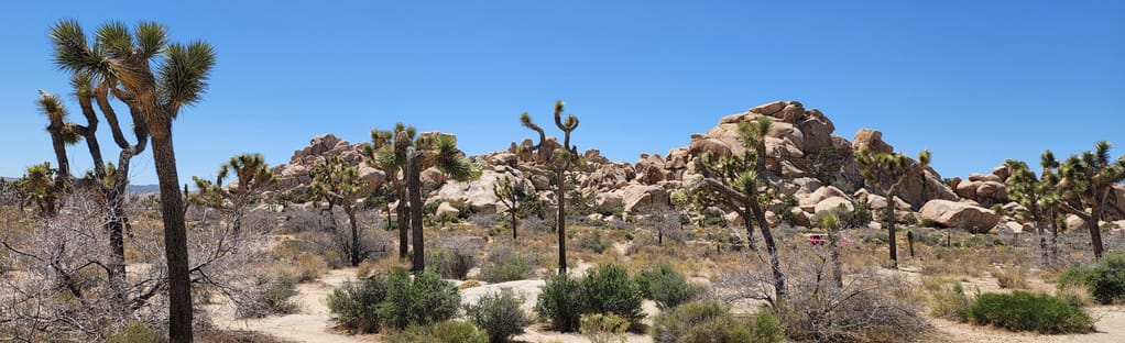 can you take your dog to joshua tree national park