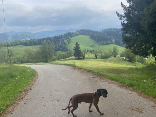 Berlachen Rechtenbach