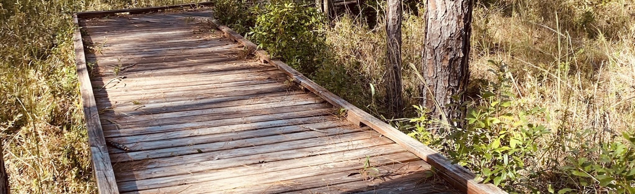 Abita Creek Flatwoods, Louisiana 56 Reviews, Map AllTrails
