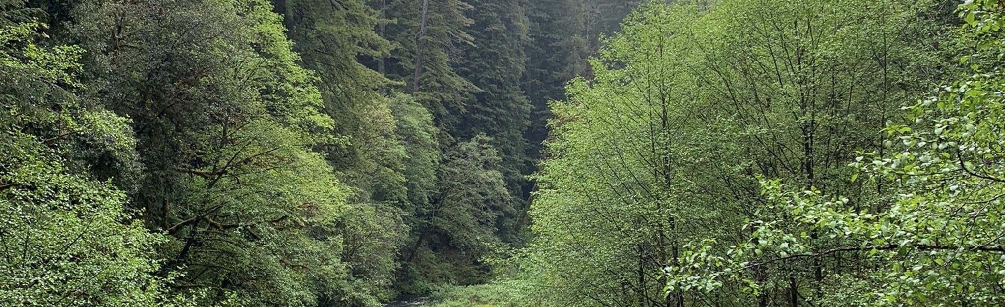 Howland Hill Road, California 164 Reviews, Map AllTrails