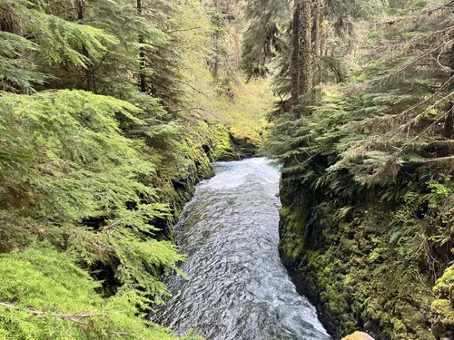 Dosewallips to lake quinault hike best sale