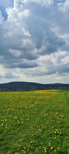 Um den Nieder-Mooser Teich