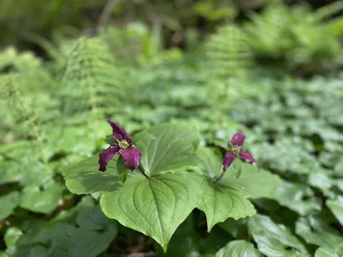 Best Hikes and Trails in George Derby Conservation Area | AllTrails