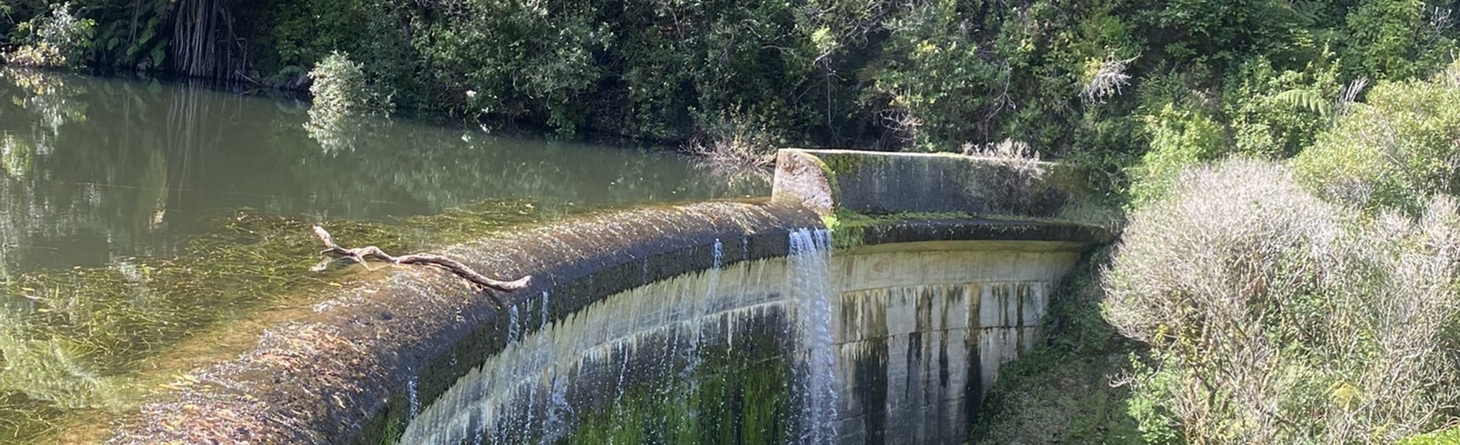 Birchville Dam Track: 59 foto's - Wellington, New Zealand | AllTrails