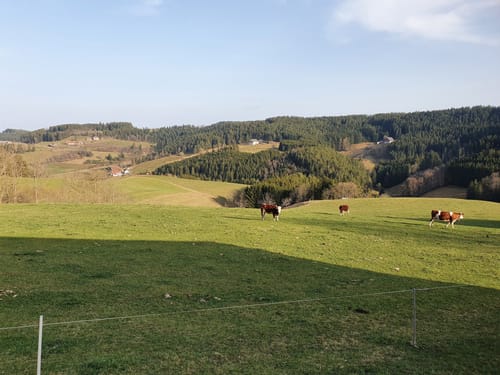 Von Tennenbronn zur Ruine Waldau