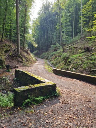 Dettingen: Kleinostheimer Waldrundweg