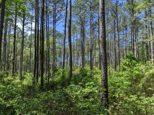 10 Best Hikes and Trails in Kisatchie National Forest | AllTrails