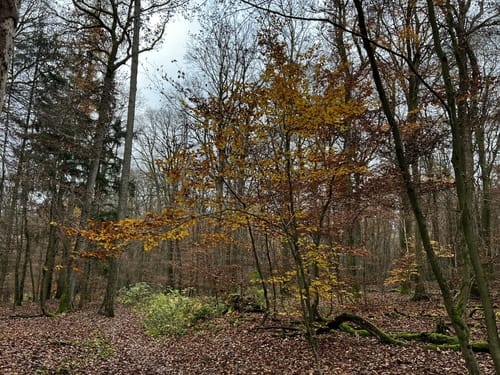 Kastell Saalburg - Herzberg