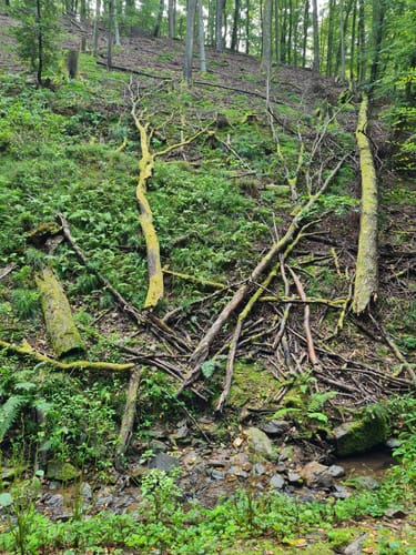 Dettingen: Kleinostheimer Waldrundweg