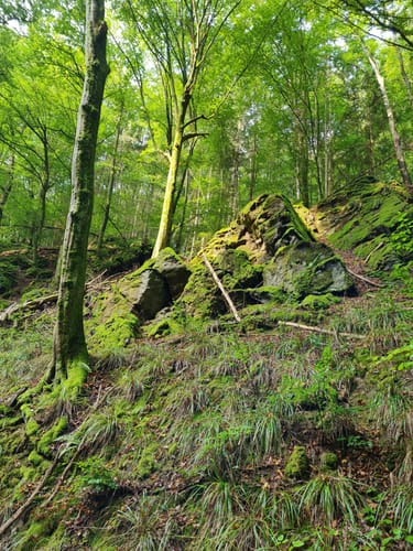 Dettingen: Kleinostheimer Waldrundweg