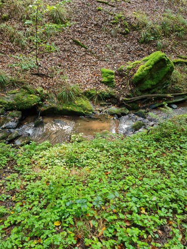 Dettingen: Kleinostheimer Waldrundweg