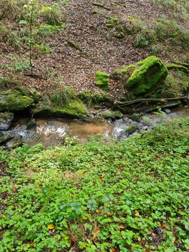 Dettingen: Kleinostheimer Waldrundweg