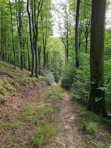 Dettingen: Kleinostheimer Waldrundweg