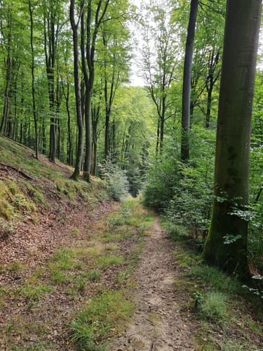 Dettingen: Kleinostheimer Waldrundweg