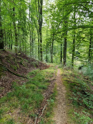 Dettingen: Kleinostheimer Waldrundweg