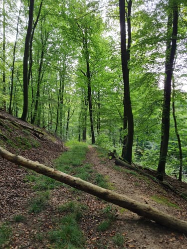 Dettingen: Kleinostheimer Waldrundweg