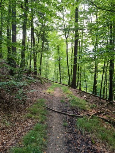 Dettingen: Kleinostheimer Waldrundweg