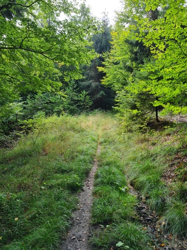 Dettingen: Kleinostheimer Waldrundweg