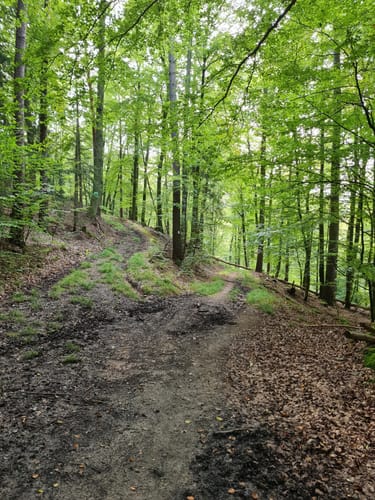 Dettingen: Kleinostheimer Waldrundweg