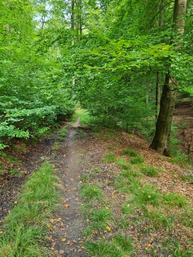 Dettingen: Kleinostheimer Waldrundweg