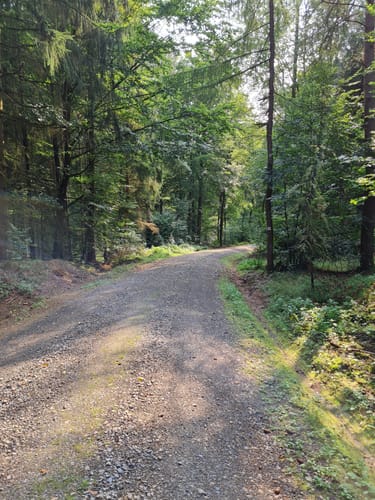Dettingen: Kleinostheimer Waldrundweg
